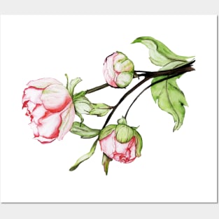 peony flowers.  watercolor Posters and Art